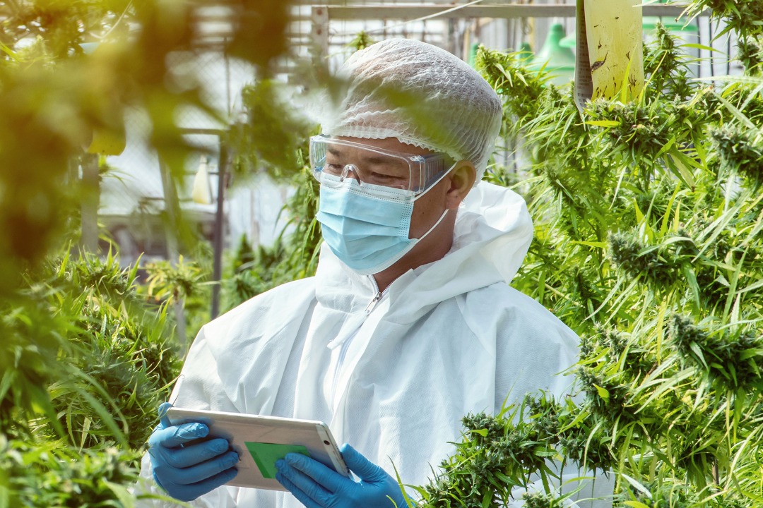 Chillers Provide Ideal Conditions for Cannabis
